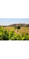 Wine from Abruzzo