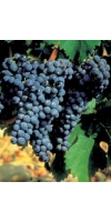 Carignan