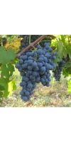 Carmenere