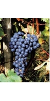 Dolcetto