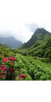 Wine from Madeira