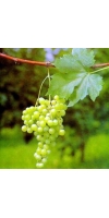 Malvasia