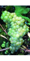 Marsanne