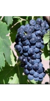 Petite Sirah